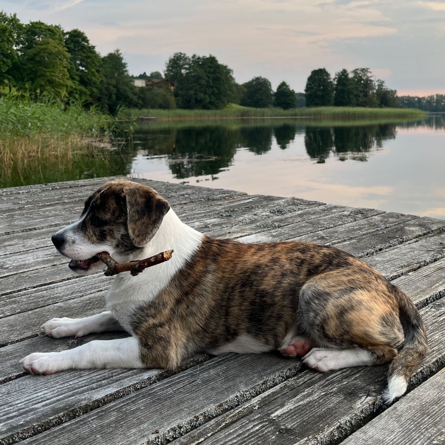 Jupi